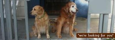 24 Hour Dog Boarding Lents